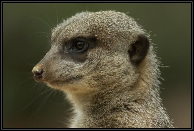 Meerkat