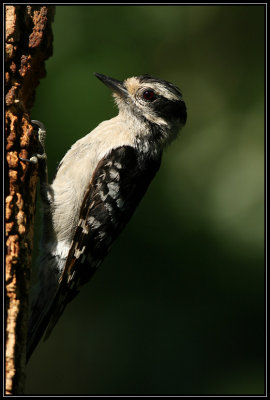 Downy woodpecker (juvenile female)