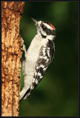 Downy woodpecker (juvenile male)