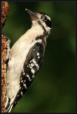 Hairy woodpecker (juvenile male)