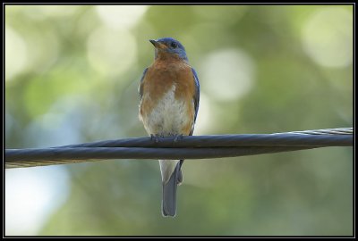 Eastern Bluebird