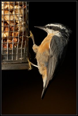 Red-breasted nuthatch ©  Liz Stanley