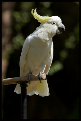 Great sulfur-crested cockatoo