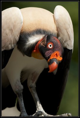 King vulture ©  Liz Stanley