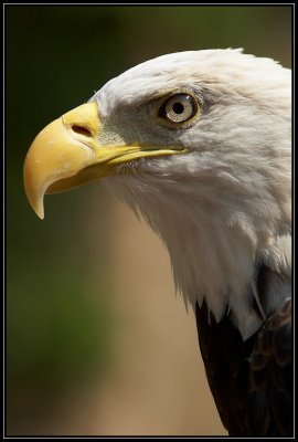 Bald eagle ©  Liz Stanley