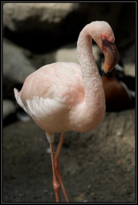 Lesser flamingo