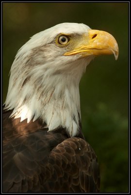 Bald eagle