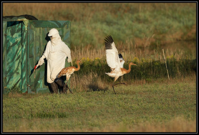 Whooping cranes