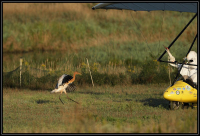 Whooping crane chick