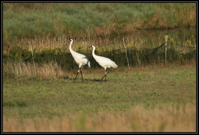 Whooping cranes