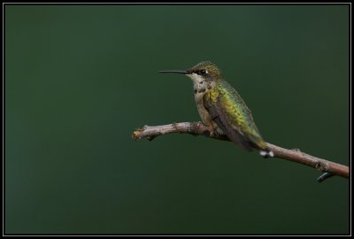 Ruby-throated hummingbird