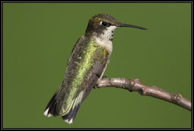 Ruby-throated hummingbird ©  Liz Stanley