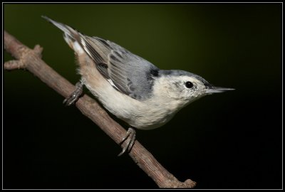 White-breasted nuthatch <div class=cr>©  Liz Stanley</div>
