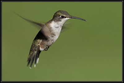 Ruby-throated hummingbird ©  Liz Stanley