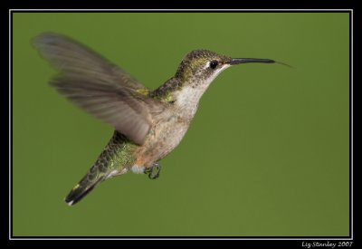 Ruby-throated hummingbird