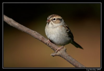 Chipping sparrow ©  Liz Stanley