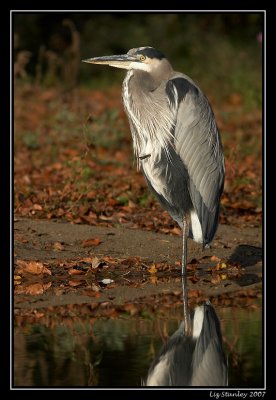 Great blue heron ©  Liz Stanley