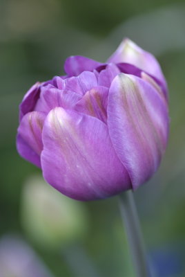 New Tulip