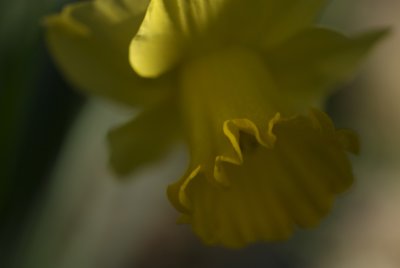 All Yellow