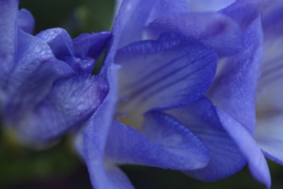 More Freesia