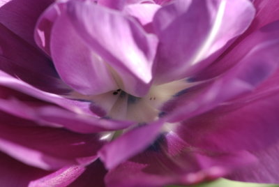 ...And the Surprise within