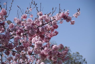 Cherry Blossoms