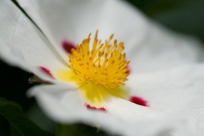 Black Spot Rock Rose