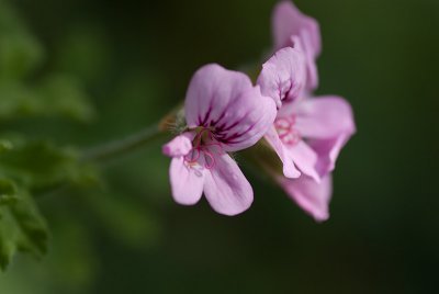 Geranium
