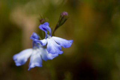 Lobelia