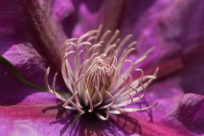 Clematis