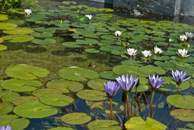 Water LIlies and Koi