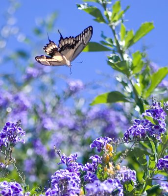 Giant Swallowtail