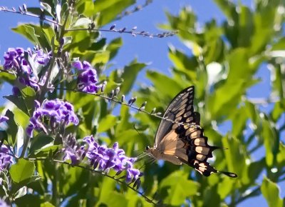 Swallowtail