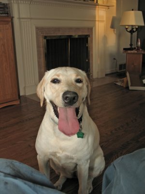 Labs always look happy