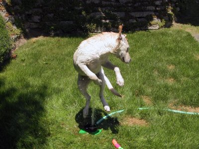 Goldy loving the sprinkler