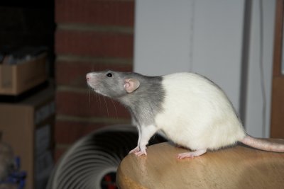 My daughter's pet rat