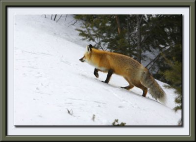 yellowstone_winter
