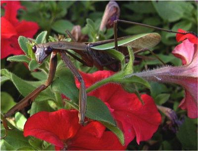 Praying Mantis