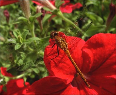 dragonfly2.jpg