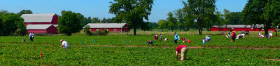 Strawberry Fields (Pano) June 20
