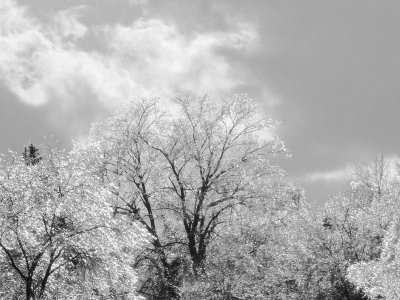 Icy Trees