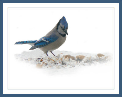 Blue Jay