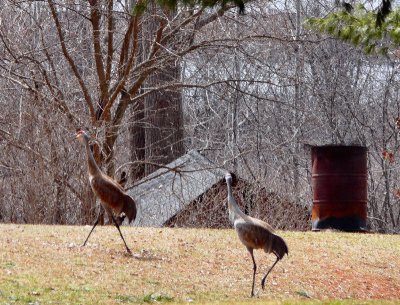 Sandhill Cranes