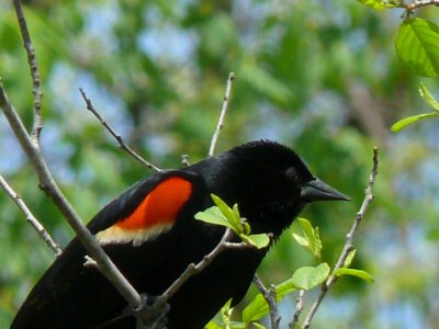 Redwing