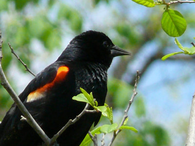 Redwing