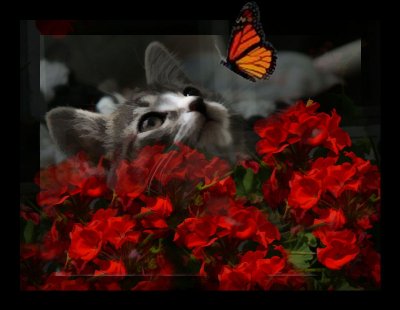 Cat and Butterfly