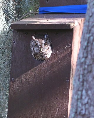 Screech Owl.jpg