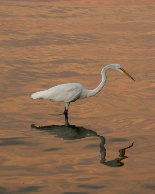 Great Egret_IMG_6106_72.jpg