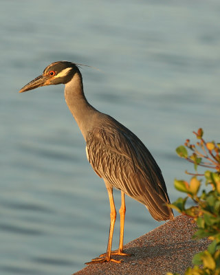 Night Heron_IMG_6076_72.jpg