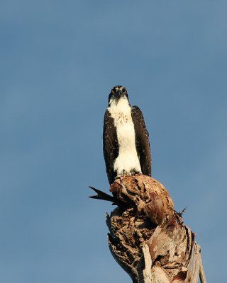 Osprey_IMG_6006_72.jpg